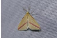 Rhodometra sacraria