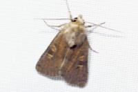 Xestia xanthographa
