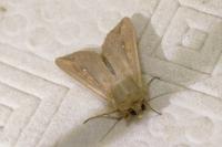 Mythimna unipuncta