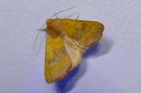 Atethmia centrago