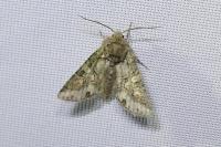 Dryobotodes roboris