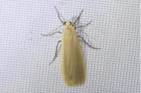 Katha depressa
