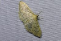 Patania ruralis