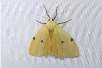 Lithosia quadra