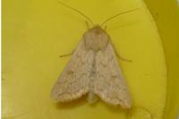 Mythimna vitellina