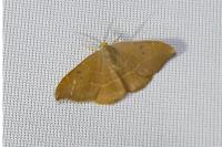 Watsonalla binaria