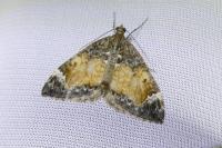 Dysstroma truncata