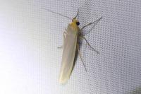 Eilema caniola