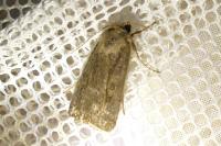 Xestia xanthographa