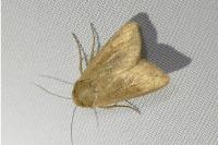 Mythimna unipuncta