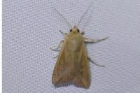Mythimna unipuncta