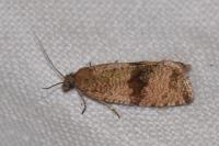 Celypha striana