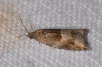 Rhopobota naevana
