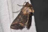 Abrostola triplasia
