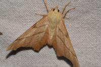 Ennomos erosaria