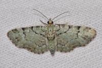 Pasiphila rectangulata