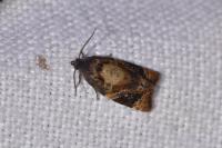 Ditula angustiorana