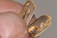 Katha depressa