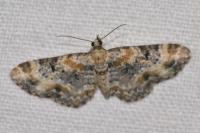 Eupithecia pulchellata