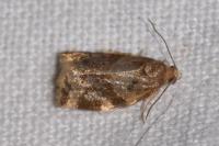 Archips xylosteana