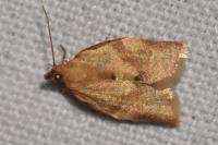 Clepsis consimilana