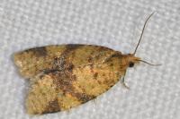 Epagoge grotiana