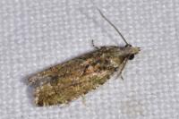 Zeiraphera isertana