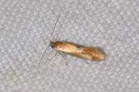 Batia lunaris