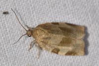 Choristoneura hebenstreitella