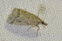 Eudonia pallida