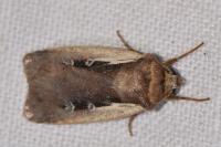Ochropleura plecta