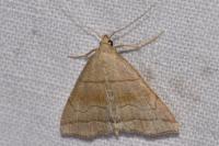 Herminia tarsicrinalis