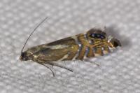Glyphipterix thrasonella