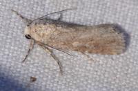 Spodoptera exigua