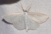 Scopula immutata