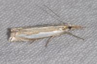 Crambus pascuella