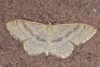 Idaea aversata