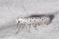 Yponomeuta padella