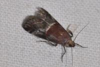 Acrobasis marmorea