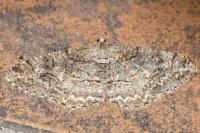 Alcis repandata