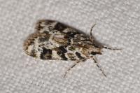 Eudonia delunella
