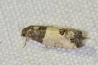Spilonota ocellana