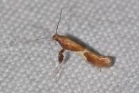 Caloptilia stigmatella