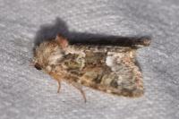Oligia strigilis
