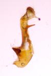 Oligia strigilis