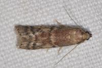 Ephestia woodiella