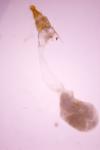 Ephestia woodiella