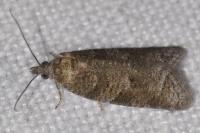 Cnephasia incertana