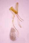 Cnephasia incertana