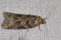 Cnephasia stephensiana